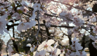 Beautiful sakura blooming in Tsuruma Park, Nagoya this morning!