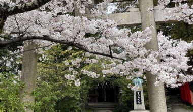 Himeji during sakura season