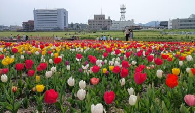 Nogata Tulip Fair (Nogata, Fukuoka Prefecture)