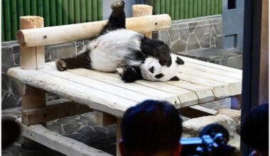 Japan's oldest panda Tantan dies at age 28