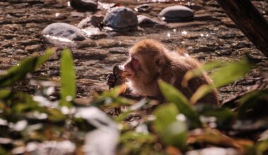 Monkey in Kamikochi