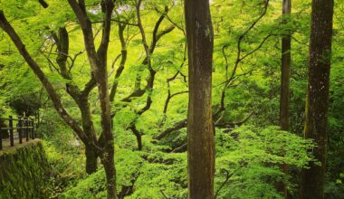 April Greenery in Kyoto