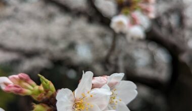 Yoyogi Park today 4/4/24