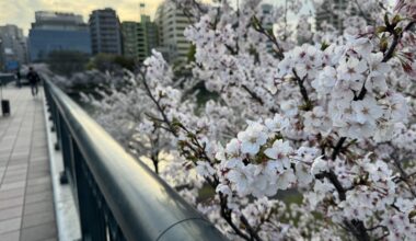 Cherry Blossom trees by the river at Kema Sakuranomiya Park