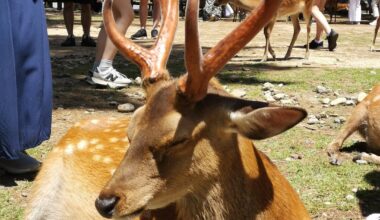 Deers in Nara Park 🦌