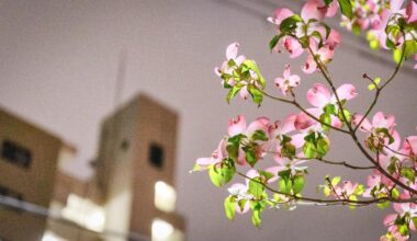 Cherry blossom at night in Takayama