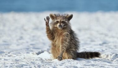 "Japan Struggles with Invasive Raccoon Crisis"