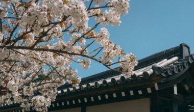 Kyoto (Sannenzaka) famous sakura just fell.