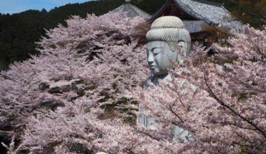 Hanami, Tsubosaka-Dera, Nara. [OC]