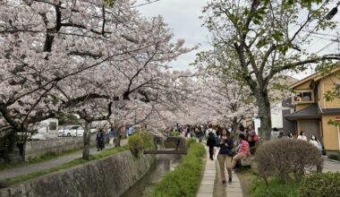 Cherry Blossoms at 哲学の道 (Philosopher’s Path)
