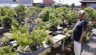 Foreign thieves likely behind stolen Japan bonsai amid boom abroad