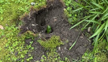 Does anyone know what might have made this hole in my backyard?