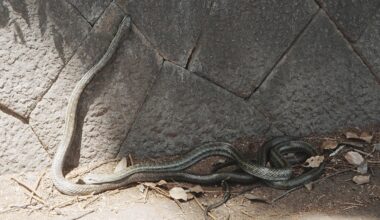 A couple of rat snakes fell from the Yoyogi Park bushes right into the sidewalk a while ago