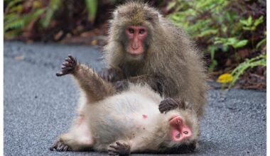 Yakushima Macaques Doing Their Thing