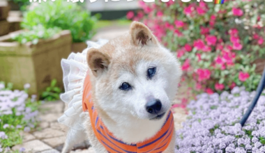 Kabosu, Shiba Inu who was face of the doge meme, has died at 18