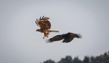 Amanoshinadate. For the first time, I've seen how the Crown is chasing the eagle. WOW!