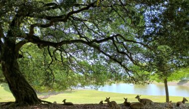 Sika Deer at Todai-ji Daibutsu-ike Pond, Nara City, Nara prefecture, Japan