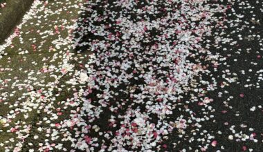 Fallen cherry blossoms