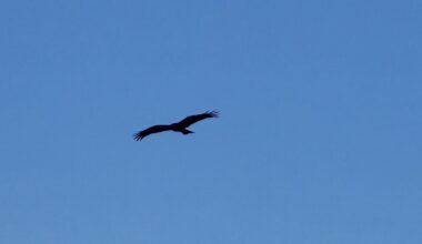 Bird of Prey over Mt Fuji