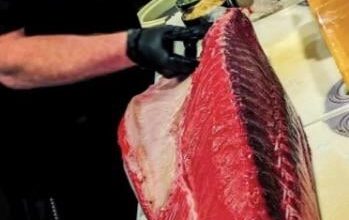 Cutting a beautiful bluefin loin