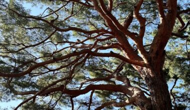 Cool tree spotted at the national park today 🌳