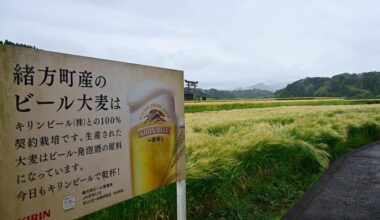 Kirin barley field in Oita