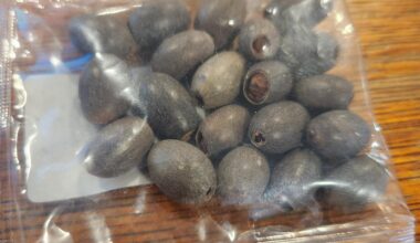 Came in a Japanese sack subscription box (Bokksu). Flavorless and acorn-like. What is it?