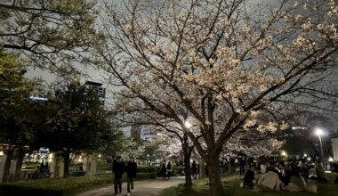 Nighttime Cherry Blossom Viewing at Ogimachi Park