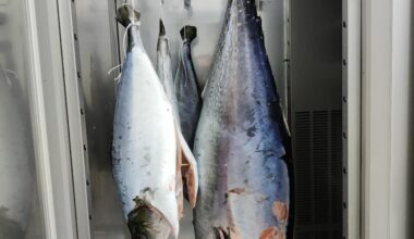 Anyone got expriance with dry aging bluefin?