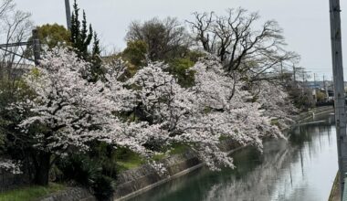 Cherry Blossoms by a canal in Kyoto