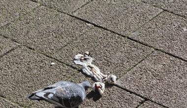 I bet the country pigeons won't believe he had sushi in the city