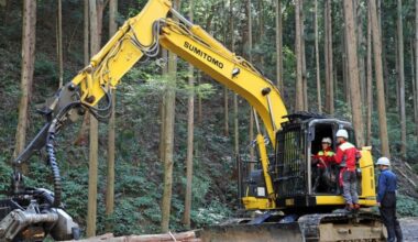 Japan to replace cedars with low-pollen trees to tackle hay fever