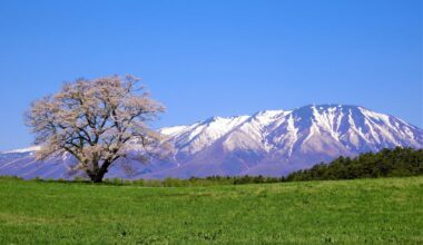 A single cherry tree at Koiwai Ranch and Mt. Iwate, Shizukuishi Town, Iwate Prefecture