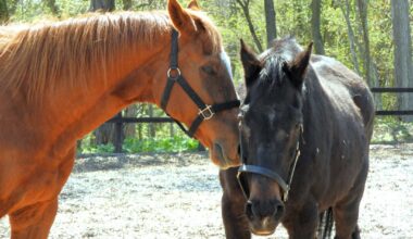A tourist ranch where retired racehorses and riding horses spend the rest of their lives peacefully
Yogi Beau Versailles Resort Farm Hidaka Town, Hokkaido