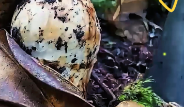 Picking Tricholoma matsutake on the mountain