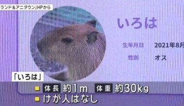 Capybara on the loose in Tochigi Prefecture