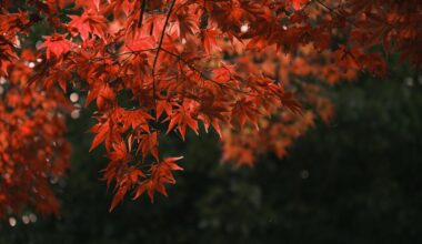 Maples by the Katsura river, Arashiyama