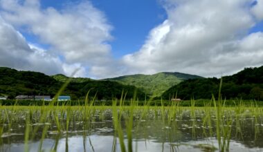 Rice plants, Takarada, Lake Toya, Hokkaido