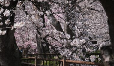 Osaka castle gardens