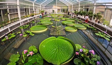 The lillypad room of Beppu