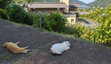 Cats and ajisai blossoms