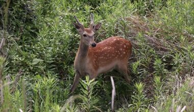 Phantom deer sighted in central Tokyo vanishes without a trace