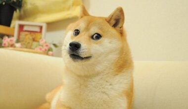 Shiba Inu of "doge" meme fame leaves enduring legacy, online and off