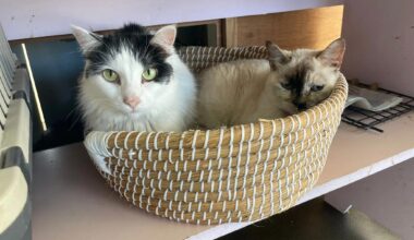 Basket Buddies