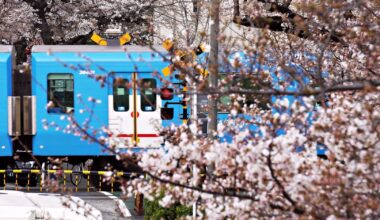 Doraemon and Cherry Blossoms