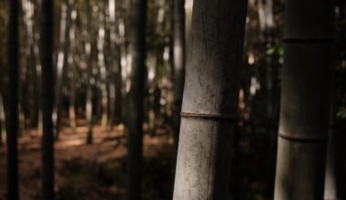 Off the trail at Fushimi Inari