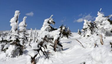 Frost-covered trees near the summit of Hachimantai, Iwate Prefecture