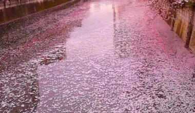 Sakura in Tokyo