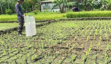 Japan To Extend Emissions Reduction Trading Projects To Agricultural Sector; Will Offer Intermittent Irrigation Method to Philippines, Vietnam