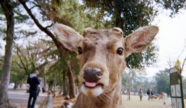 Nara Park